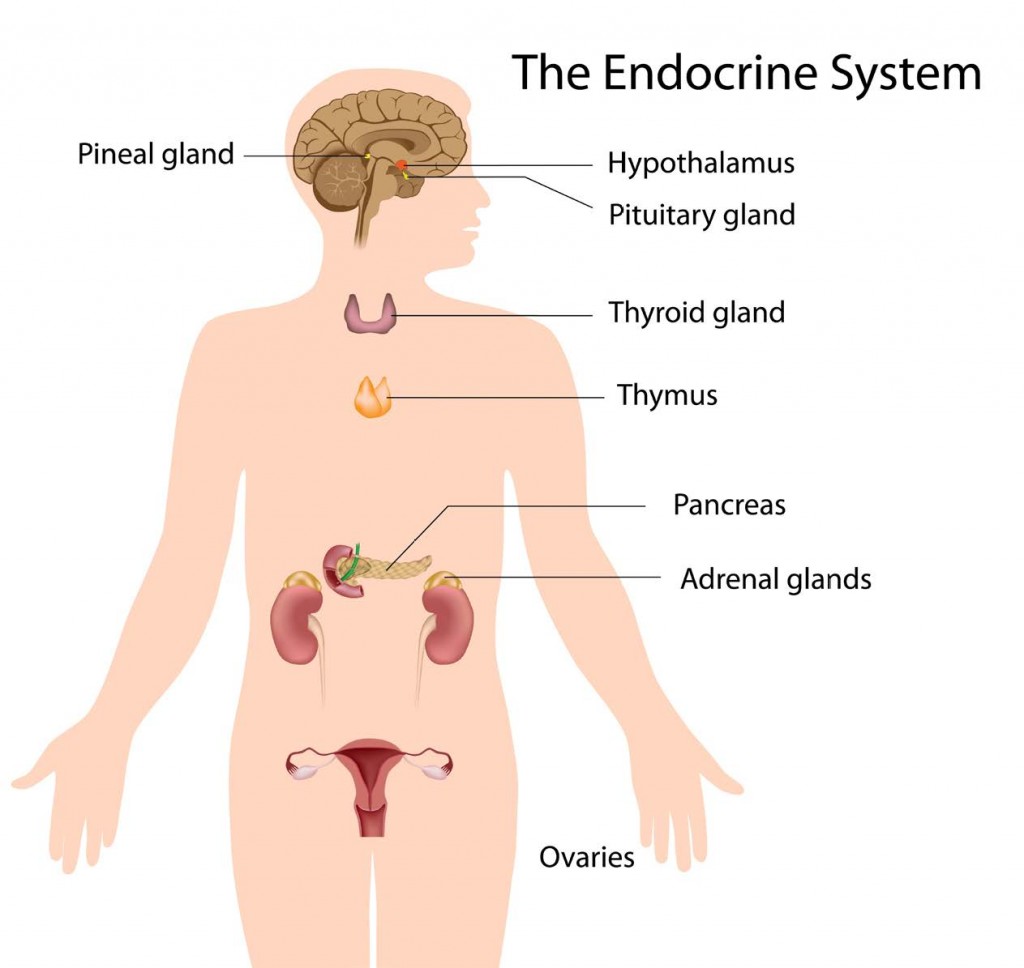 Balance A New Documentary About Hormones1