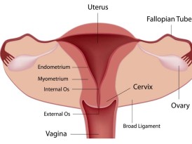 Menopause at 70? Ovary freezing at 35