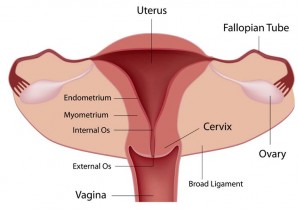 Menopause at 70? Ovary freezing at 35