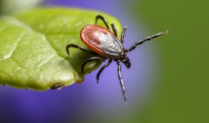 Beware Tick Born Diseases