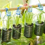 City Gardening- How to Re-Grow Your Kitchen Veggies2