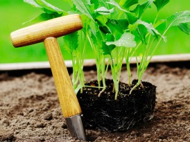 City Gardening: Regrow Your Vegetables