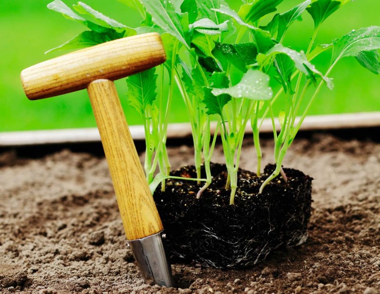 City Gardening: Regrow Your Vegetables