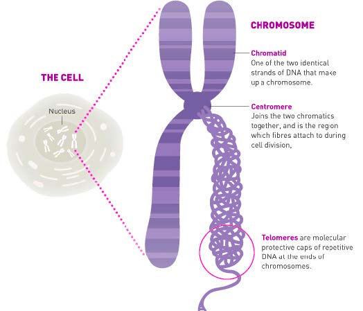 Bariatric Surgery and Your Telomeres2